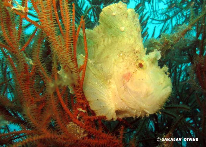 Photos diving macro plateaus Nosy Be Madagascar